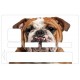 Sticker CB Bulldog