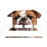 Sticker CB Bulldog