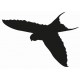 Sticker aigle face